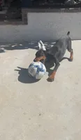 Max, a male Doberman Pinscher for sale in Hemet, CA – 4 of 7