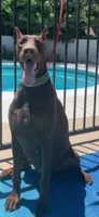 Jack, a  Doberman Pinscher for sale in Hemet, CA – 4 of 5