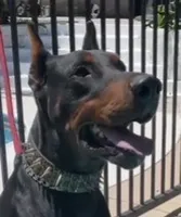 Macy, a female Doberman Pinscher for sale in Hemet, CA – 2 of 5