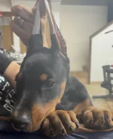Max, a male Doberman Pinscher for sale in Hemet, CA – 4 of 5