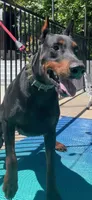 Macy, a female Doberman Pinscher for sale in Hemet, CA – 7 of 8