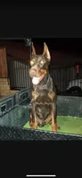 Ricky, a male Doberman Pinscher for sale in Hemet, CA – 3 of 9