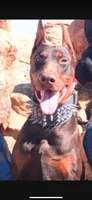 Ricky, a male Doberman Pinscher for sale in Hemet, CA – 6 of 9