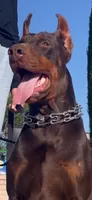 Harley , a male Doberman Pinscher for sale in Hemet, CA – 3 of 10