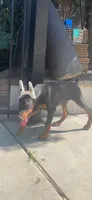 Max, a male Doberman Pinscher for sale in Hemet, CA – 2 of 7
