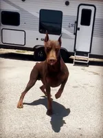 Ricky, a male Doberman Pinscher for sale in Hemet, CA – 5 of 9