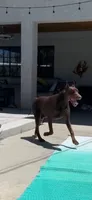 Princess , a female Doberman Pinscher for sale in Hemet, CA – 4 of 7