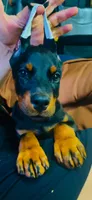 Macy, a female Doberman Pinscher for sale in Hemet, CA – 2 of 8