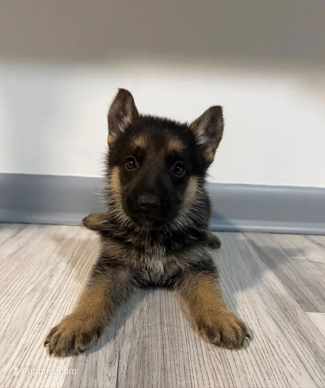 Maya – German Shepherd Puppy (Black & Tan, Well Socialized) – German Shepherd Dog puppy for sale in Tampa, FL