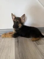 Max – German Shepherd Puppy (Black & Tan, Family Raised), a male German Shepherd Dog for sale in Tampa, FL – 3 of 9