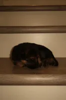 Maya – German Shepherd Puppy (Black & Tan, Well Socialized), a female German Shepherd Dog for sale in Tampa, FL – Photo 2 of 8