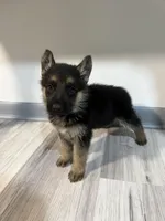 Maya – German Shepherd Puppy (Black & Tan, Well Socialized), a female German Shepherd Dog for sale in Tampa, FL – Photo 2 of 10