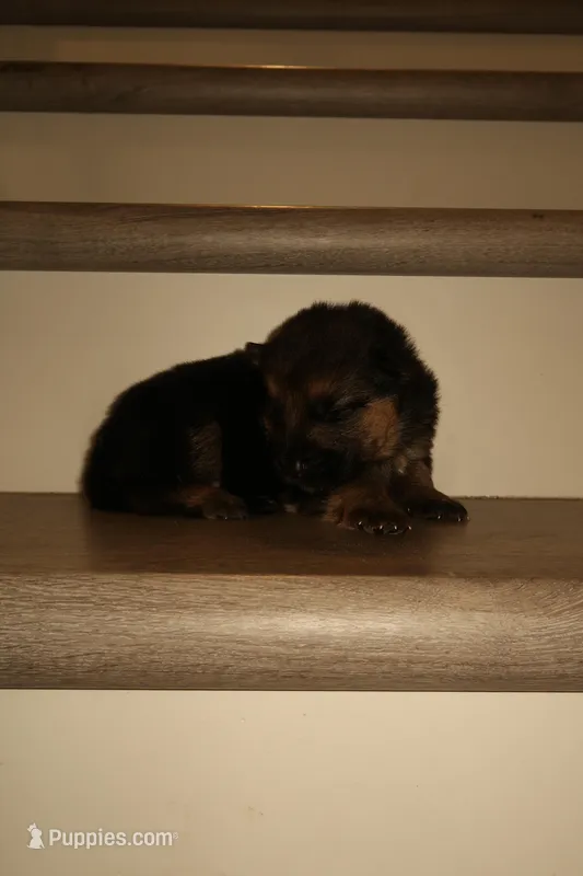 Maya – German Shepherd Puppy (Black & Tan, Well Socialized) – German Shepherd Dog puppy for sale in Tampa, FL