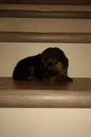 Maya – German Shepherd Puppy (Black & Tan, Well Socialized), a female German Shepherd Dog for sale in Tampa, FL – Photo 1 of 8