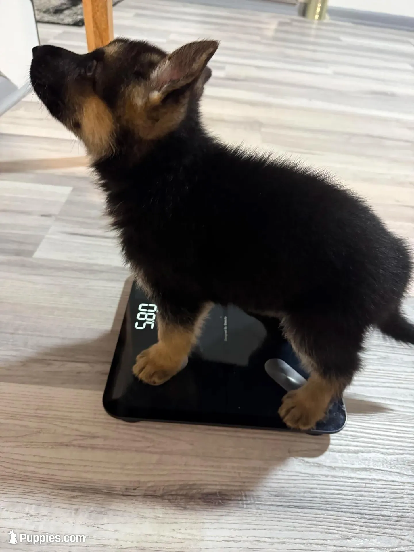 Thor – German Shepherd Puppy (Black & Tan, Trained Parents), a male German Shepherd Dog for sale in Tampa, FL – Photo 4 of 10