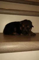 Thor – German Shepherd Puppy (Black & Tan, Trained Parents), a male German Shepherd Dog for sale in Tampa, FL – Photo 2 of 8