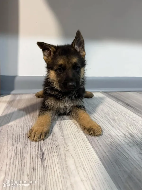 Thor – German Shepherd Puppy (Black & Tan, Trained Parents) – German Shepherd Dog puppy for sale in Tampa, FL