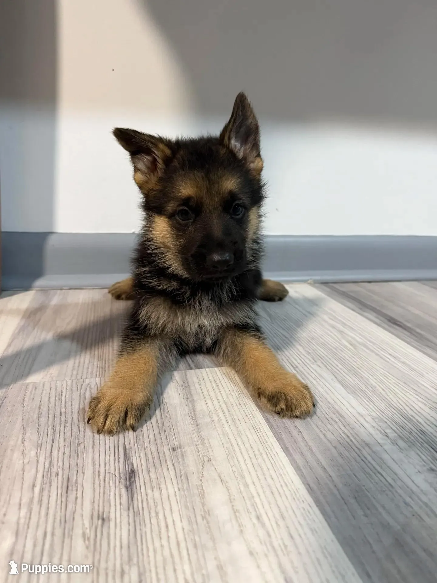 Thor – German Shepherd Puppy (Black & Tan, Trained Parents), a male German Shepherd Dog for sale in Tampa, FL – Photo 1 of 10