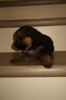 Thor – German Shepherd Puppy (Black & Tan, Trained Parents), a male German Shepherd Dog for sale in Tampa, FL – Photo 1 of 8