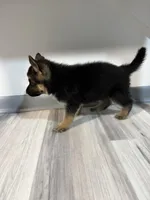 Thor – German Shepherd Puppy (Black & Tan, Trained Parents), a male German Shepherd Dog for sale in Tampa, FL – Photo 3 of 10