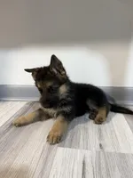 Thor – German Shepherd Puppy (Black & Tan, Trained Parents), a male German Shepherd Dog for sale in Tampa, FL – Photo 2 of 10