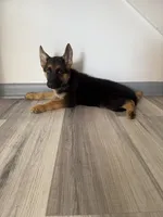 Thor – German Shepherd Puppy (Black & Tan, Trained Parents), a male German Shepherd Dog for sale in Tampa, FL – 2 of 9