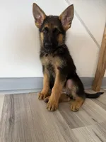 Max – German Shepherd Puppy (Black & Tan, Family Raised), a male German Shepherd Dog for sale in Tampa, FL – 2 of 9