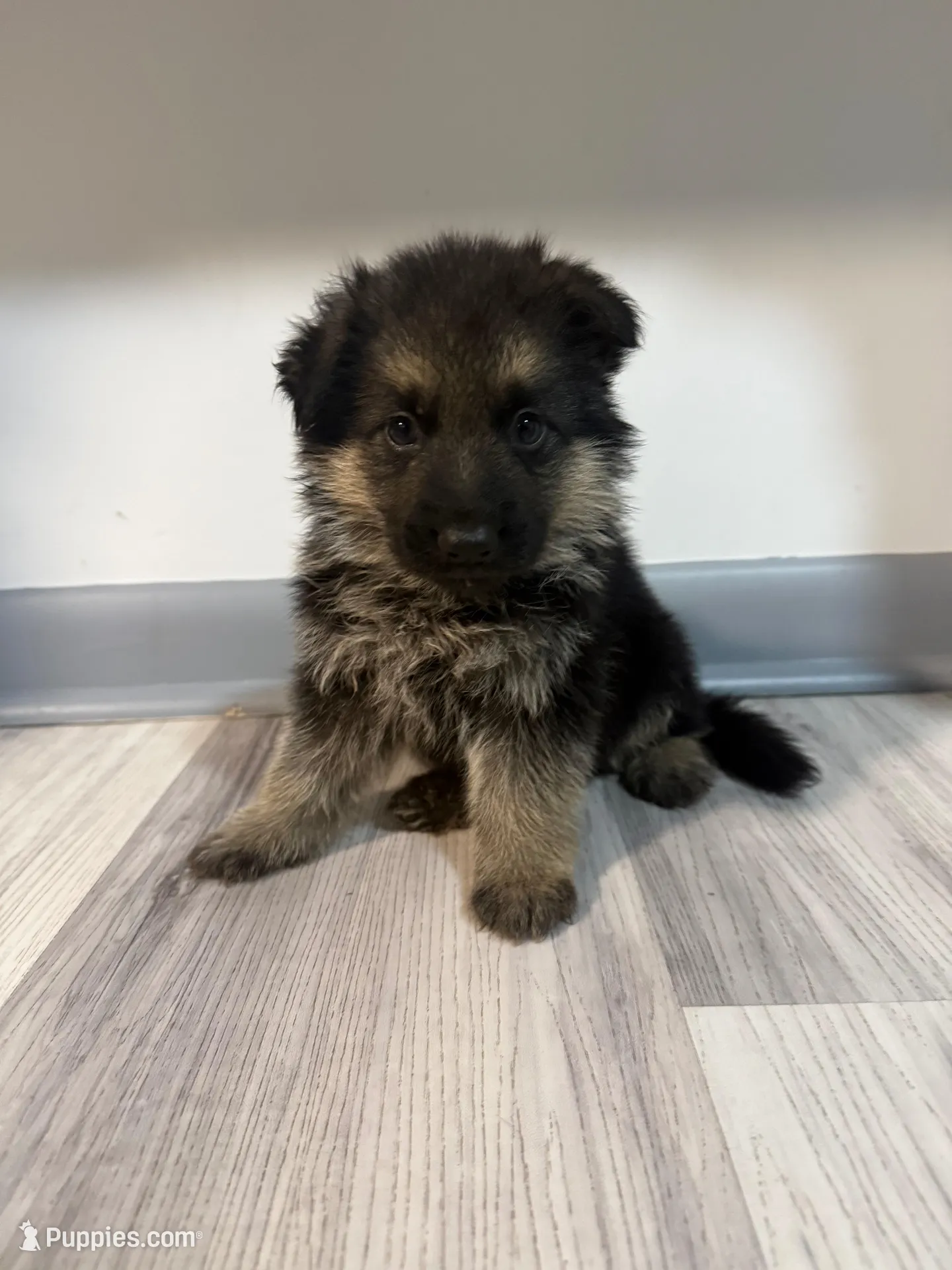 Teddy – German Shepherd Puppy (Black & Tan, Great Temperament), a female German Shepherd Dog for sale in Tampa, FL – Photo 1 of 10