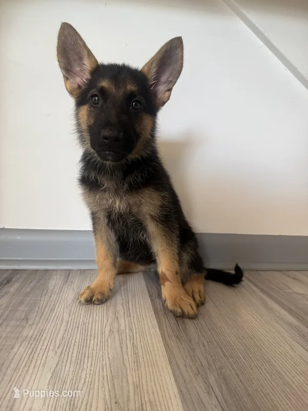 Kira – German Shepherd Puppy (Black & Tan, Raised at Home) – German Shepherd Dog puppy for sale in Tampa, FL