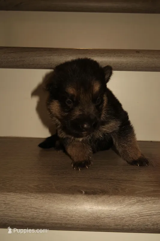 Kira – German Shepherd Puppy (Black & Tan, Raised at Home) – German Shepherd Dog puppy for sale in Tampa, FL
