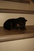 Kira – German Shepherd Puppy (Black & Tan, Raised at Home), a female German Shepherd Dog for sale in Tampa, FL – Photo 2 of 8