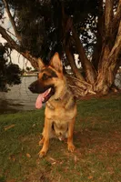 Kira – German Shepherd Puppy (Black & Tan, Raised at Home), a female German Shepherd Dog for sale in Tampa, FL – Photo 4 of 8