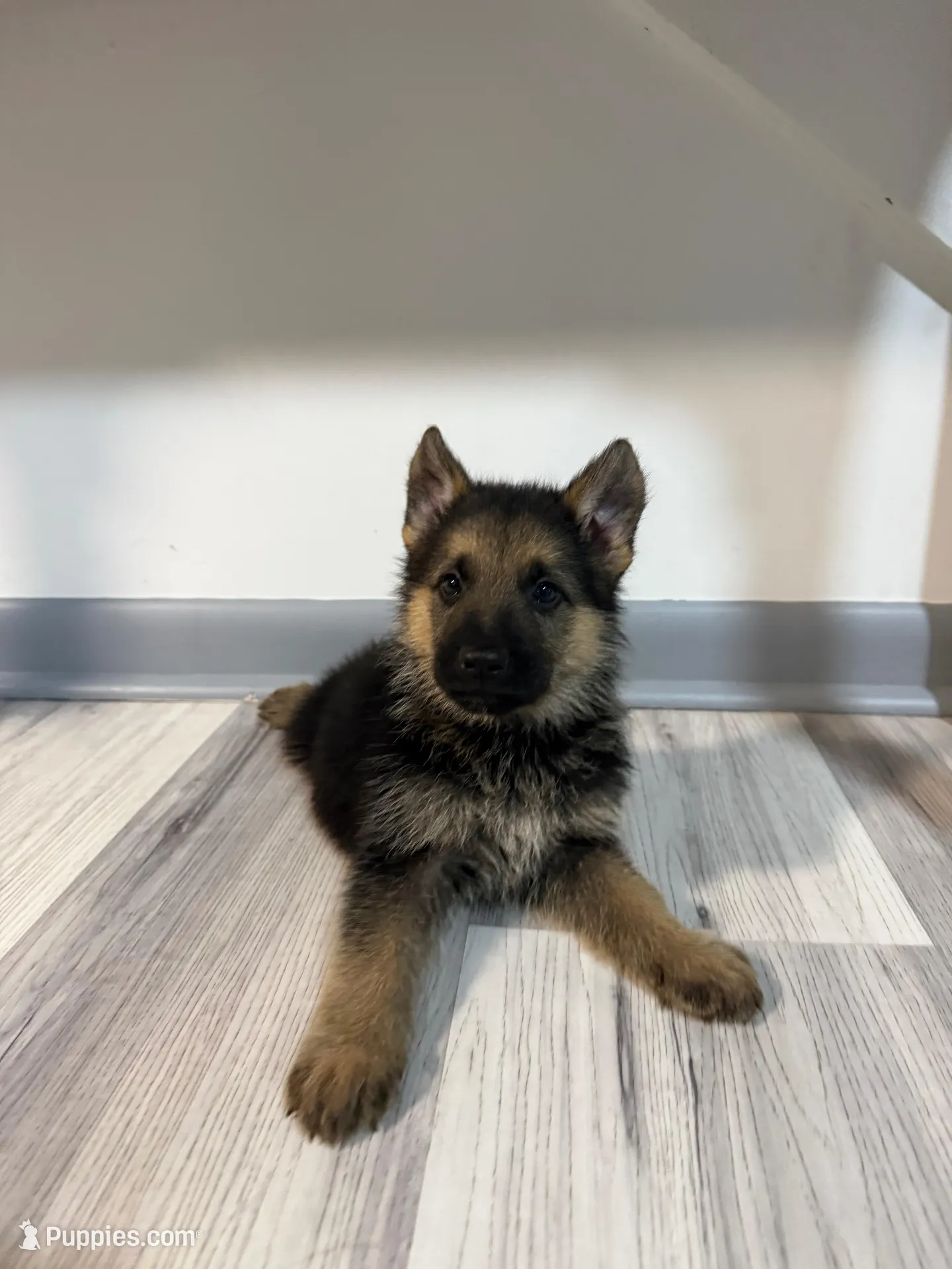 Rocky – German Shepherd Puppy (Black & Tan, Trained Parents), a male German Shepherd Dog for sale in Tampa, FL – Photo 1 of 10