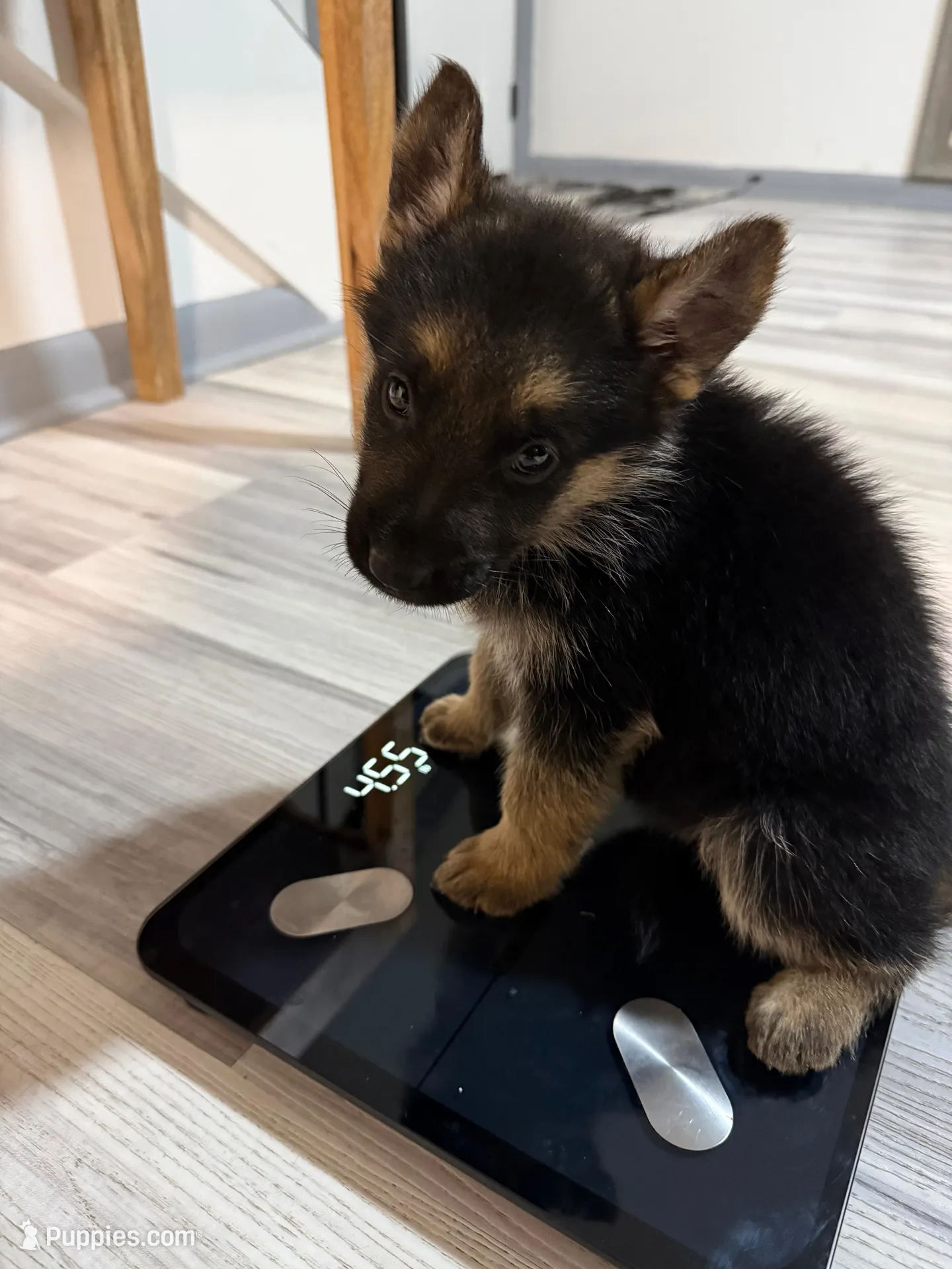 Maya – German Shepherd Puppy (Black & Tan, Well Socialized), a female German Shepherd Dog for sale in Tampa, FL – Photo 4 of 10