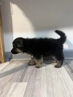 Teddy – German Shepherd Puppy (Black & Tan, Great Temperament), a female German Shepherd Dog for sale in Tampa, FL – Photo 3 of 10