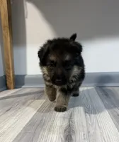 Teddy – German Shepherd Puppy (Black & Tan, Great Temperament), a female German Shepherd Dog for sale in Tampa, FL – Photo 2 of 10