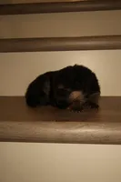 Nala – German Shepherd Puppy (Black & Tan, Great Temperament), a female German Shepherd Dog for sale in Tampa, FL – Photo 2 of 8