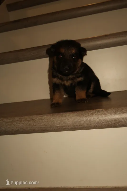 Nala – German Shepherd Puppy (Black & Tan, Great Temperament) – German Shepherd Dog puppy for sale in Tampa, FL