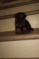 Nala – German Shepherd Puppy (Black & Tan, Great Temperament), a female German Shepherd Dog for sale in Tampa, FL – Photo 1 of 8