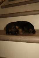 Max – German Shepherd Puppy (Black & Tan, Family Raised), a male German Shepherd Dog for sale in Tampa, FL – Photo 2 of 8