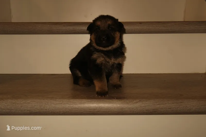 Max – German Shepherd Puppy (Black & Tan, Family Raised) – German Shepherd Dog puppy for sale in Tampa, FL