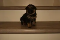 Max – German Shepherd Puppy (Black & Tan, Family Raised), a male German Shepherd Dog for sale in Tampa, FL – Photo 1 of 8