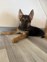 Thor – German Shepherd Puppy (Black & Tan, Trained Parents), a male German Shepherd Dog for sale in Tampa, FL – 1 of 9