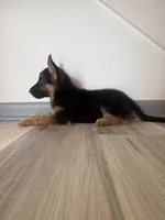 Kira – German Shepherd Puppy (Black & Tan, Raised at Home), a female German Shepherd Dog for sale in Tampa, FL – 3 of 9
