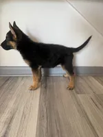 Kira – German Shepherd Puppy (Black & Tan, Raised at Home), a female German Shepherd Dog for sale in Tampa, FL – 2 of 9