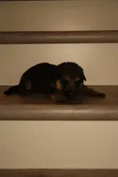 Bella – German Shepherd Puppy (Black & Tan, Socialized), a female German Shepherd Dog for sale in Tampa, FL – Photo 2 of 8