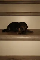 Bella – German Shepherd Puppy (Black & Tan, Socialized), a female German Shepherd Dog for sale in Tampa, FL – Photo 1 of 8