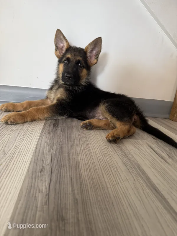 Max – German Shepherd Puppy (Black & Tan, Family Raised) – German Shepherd Dog puppy for sale in Tampa, FL