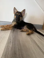 Max – German Shepherd Puppy (Black & Tan, Family Raised), a male German Shepherd Dog for sale in Tampa, FL – 1 of 9
