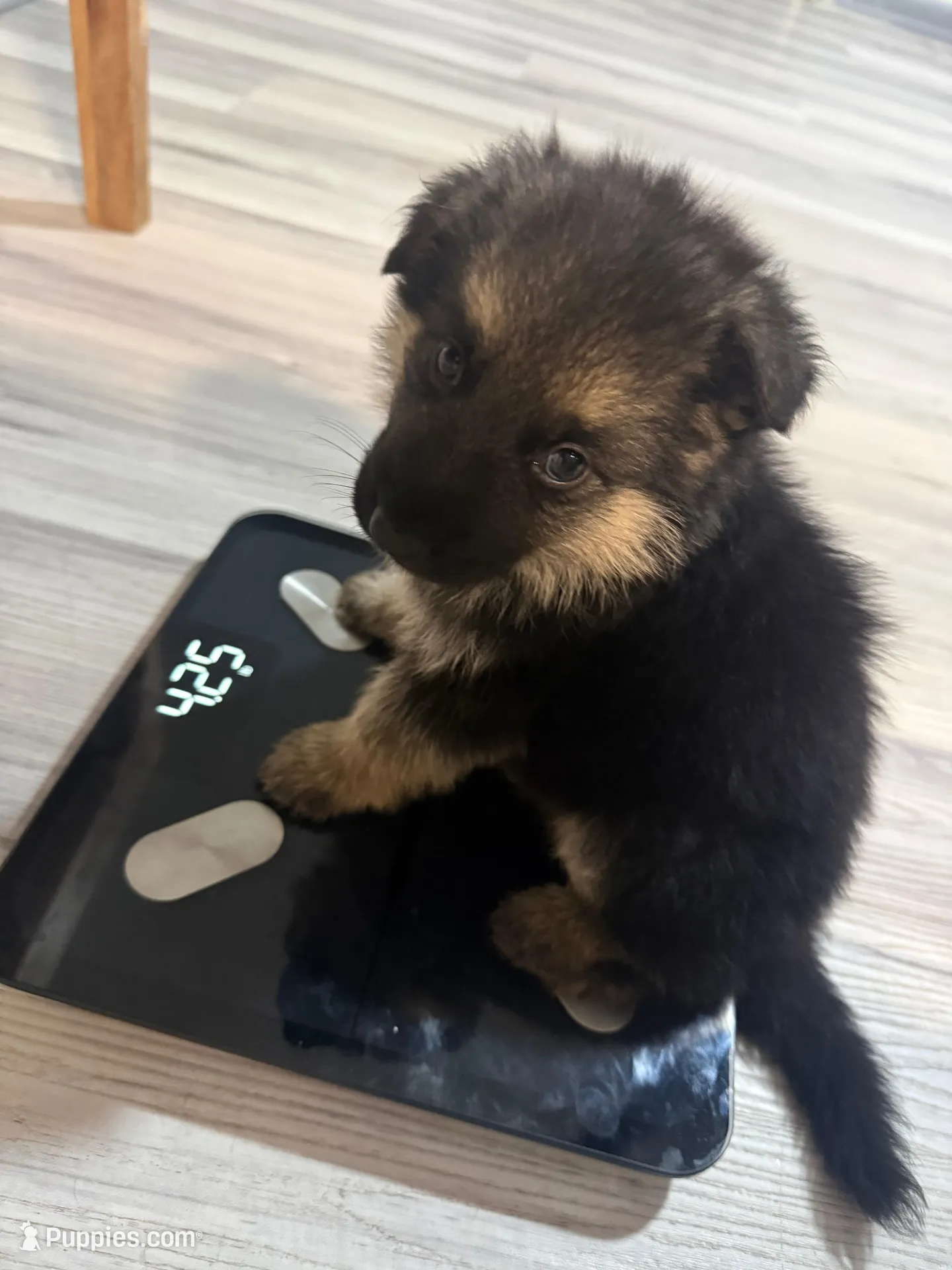 Teddy – German Shepherd Puppy (Black & Tan, Great Temperament), a female German Shepherd Dog for sale in Tampa, FL – Photo 4 of 10